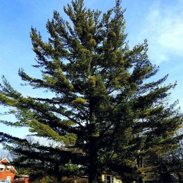 Eastern White Pine Tree image