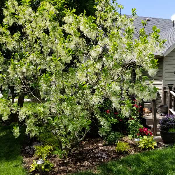 White Fringe Tree image