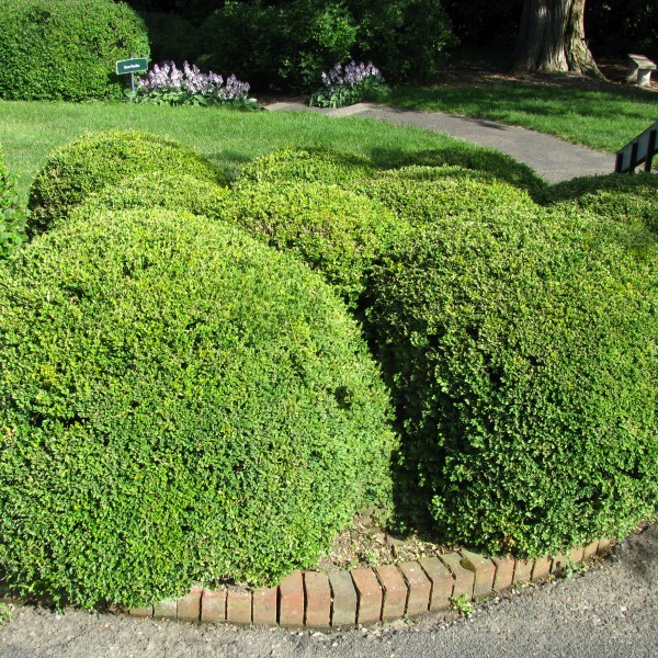 Korean Boxwood image