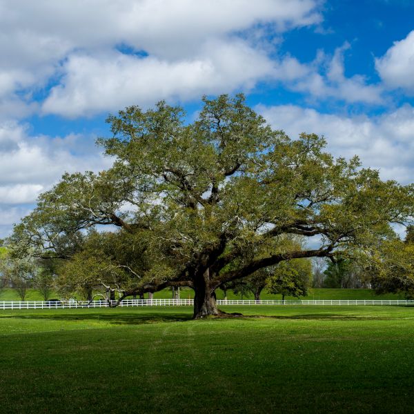 Southern Live Oak image