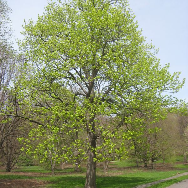 American Linden image