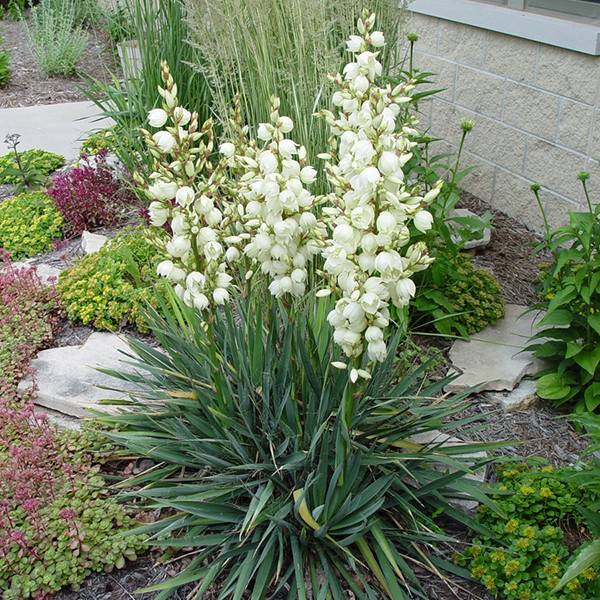 Adam's Needle Yucca image