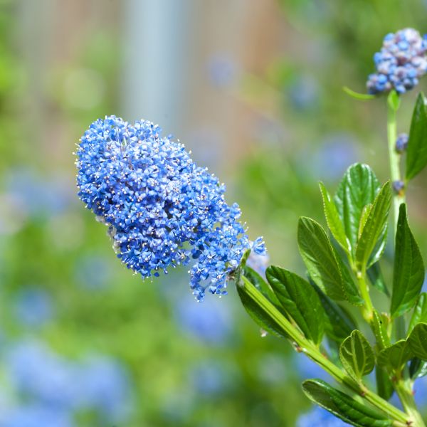 Ceanothus 'Blue Jeans' – Singing Tree Gardens Nursery