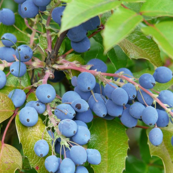 Oregon Grape Holly image