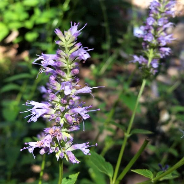 Blue Fortune Hyssop image