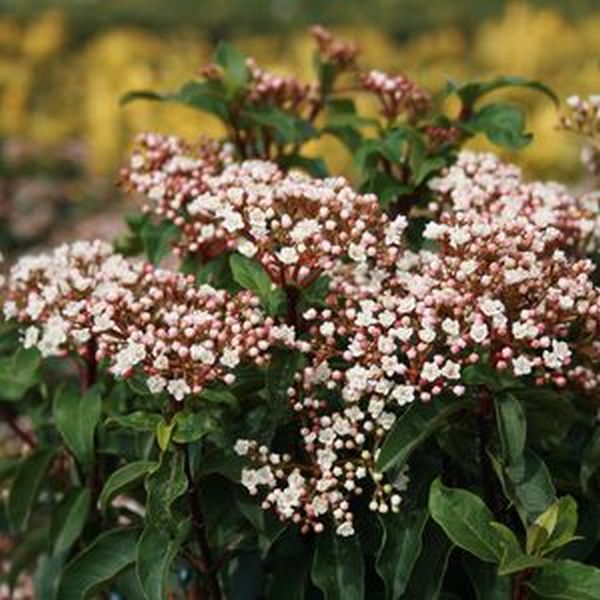 Spring Bouquet Laurustinus image