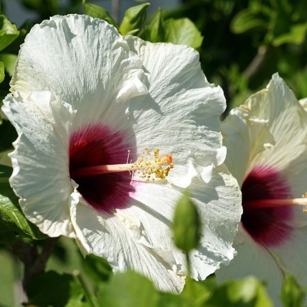 Hibiscus Luna White image