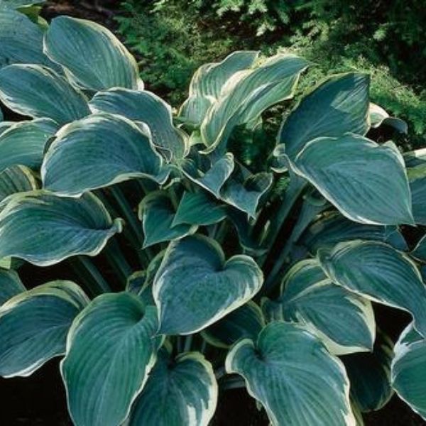 Regal Splendor Hosta image