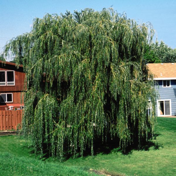 Niobe Weeping Willow image