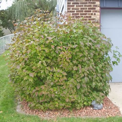 Spring Red Compact Cranberrybush Viburnum image