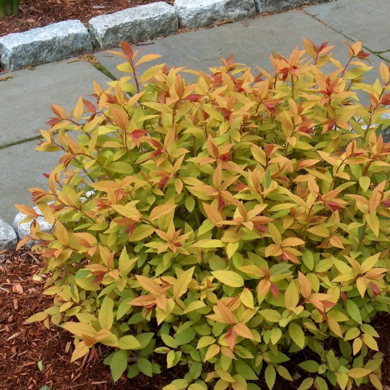 Goldflame Spirea image