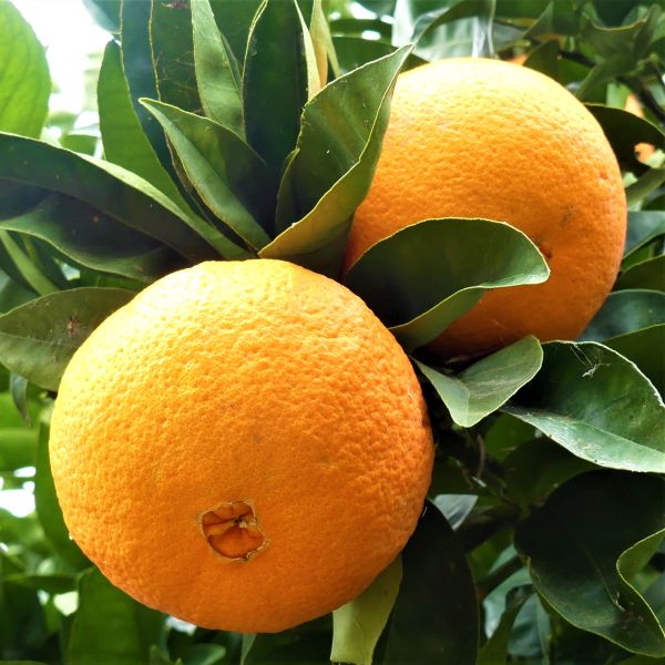 Washington Navel Orange Tree image