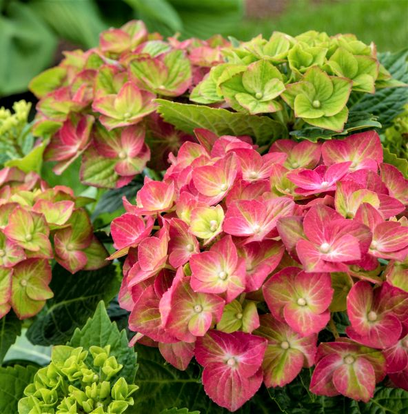 Tilt-A-Swirl Hydrangea image