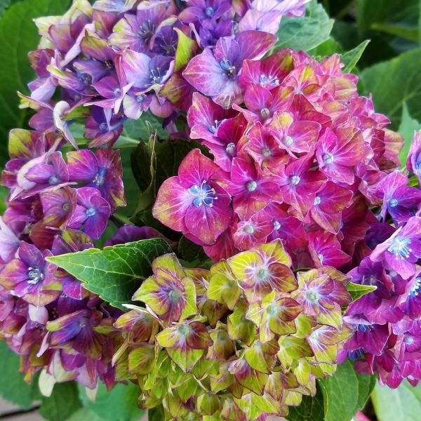 Next Generation Pistachio Hydrangea image