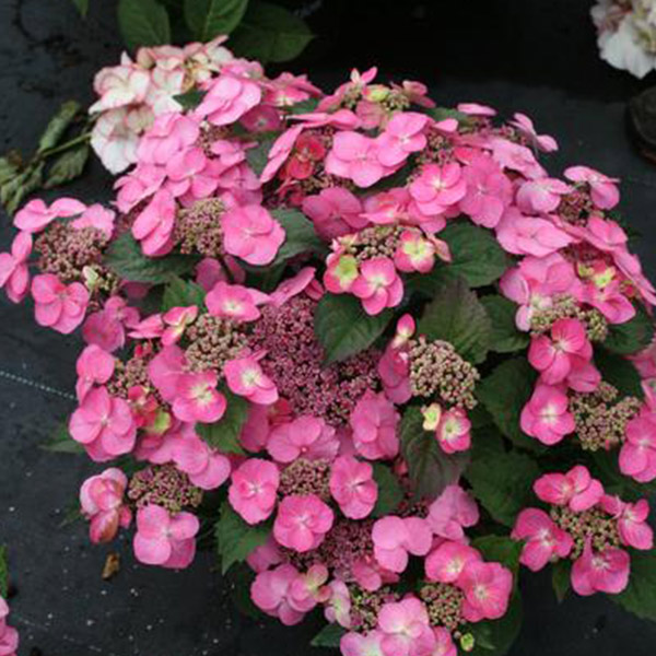 Tuff Stuff Reblooming Mountain Hydrangea image