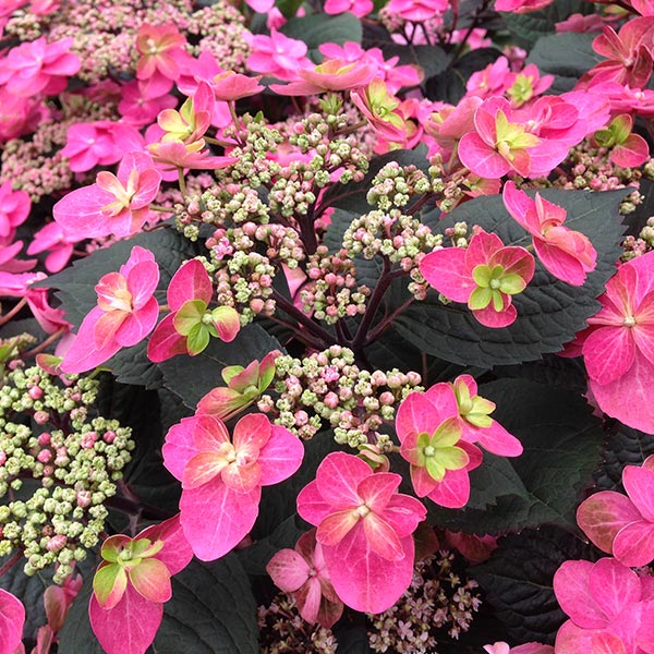 Tuff Stuff Red Mountain Hydrangea image