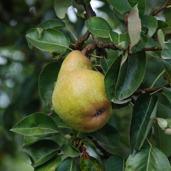 Comice Pear, Pyrus communis, Monrovia Plant