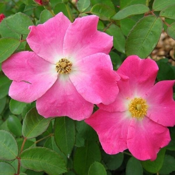 Nearly Wild Rose (Rosa x 'Nearly Wild') - Vibrant and Hardy Rose Bush ...