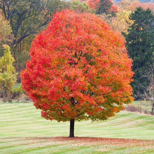 Sugar Maple image