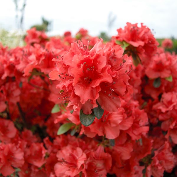 Hot Shot Azalea Plant With Red Blooms image