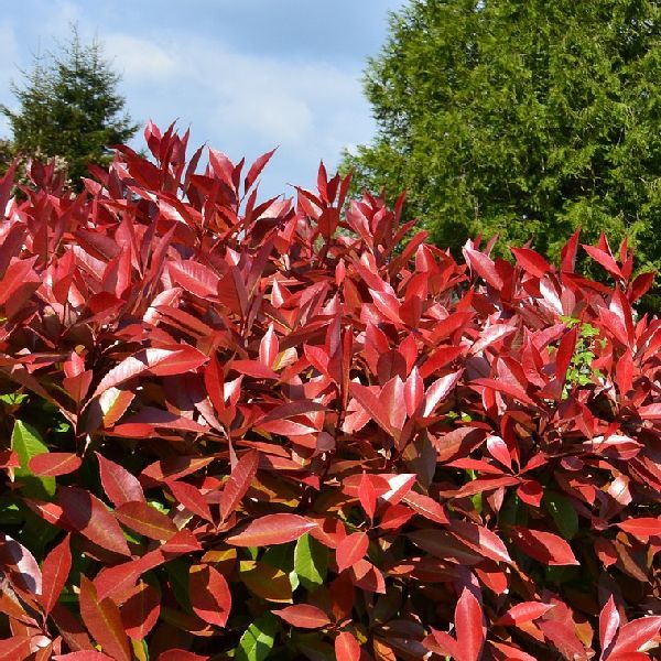 Red Tip Photinia image