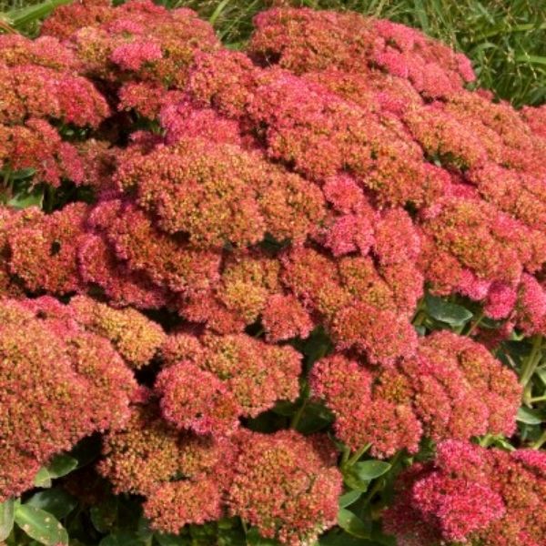 Autumn Fire Sedum image