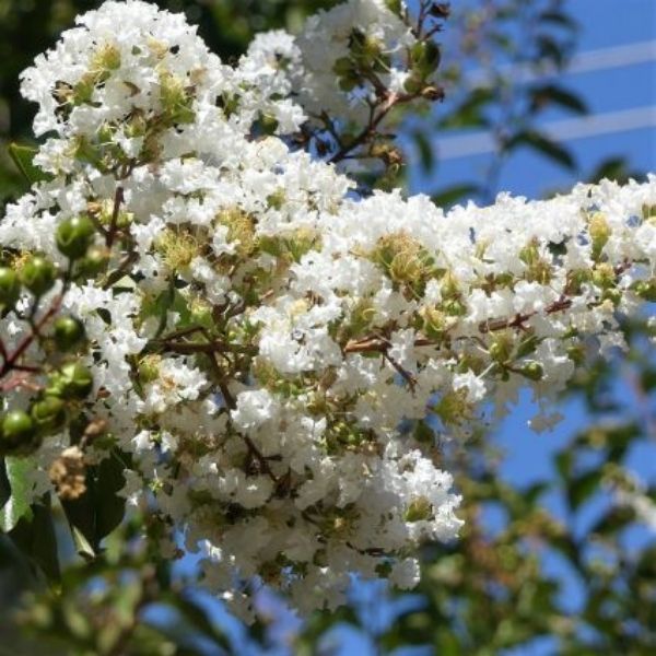 Natchez Crape Myrtle image