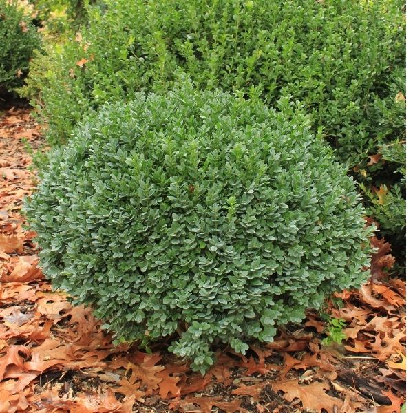 Dwarf Yaupon Holly (Ilex vomitoria 'Nana'): A Compact Evergreen Shrub ...
