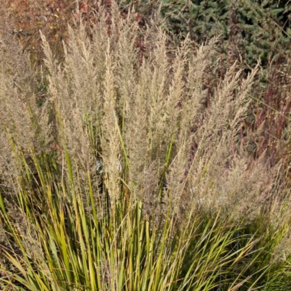 Korean Feather Reed Grass image