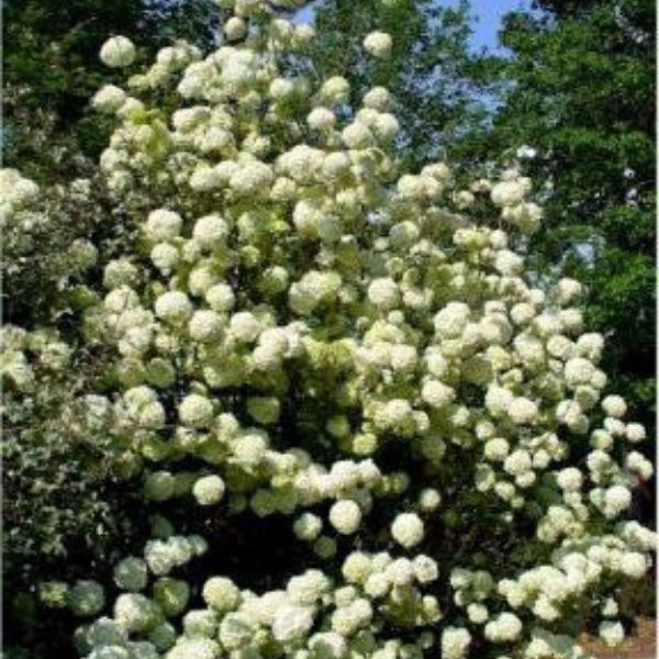 Chinese Snowball Viburnum image