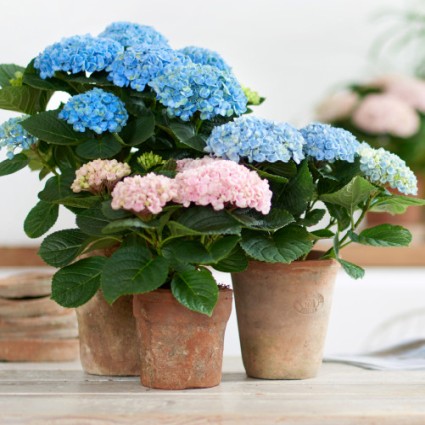 Everlasting Revolution Hydrangea image