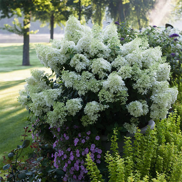 White Paniculata Hydrangea