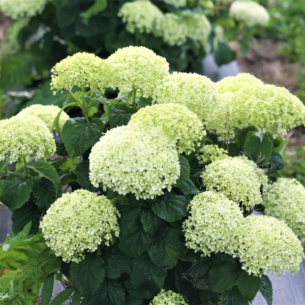 Invincibelle Limetta Hydrangea image