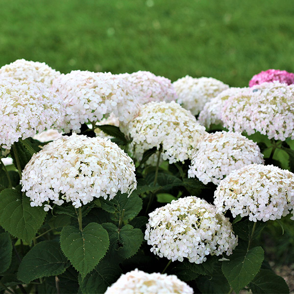 Invincibelle Wee White Hydrangea image