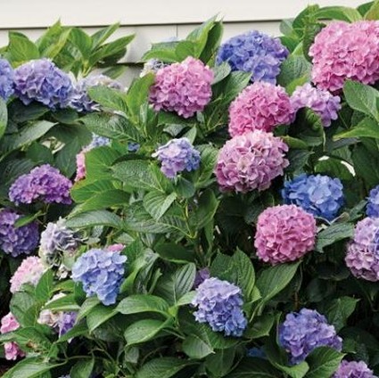 LA Dreamin Hydrangea image