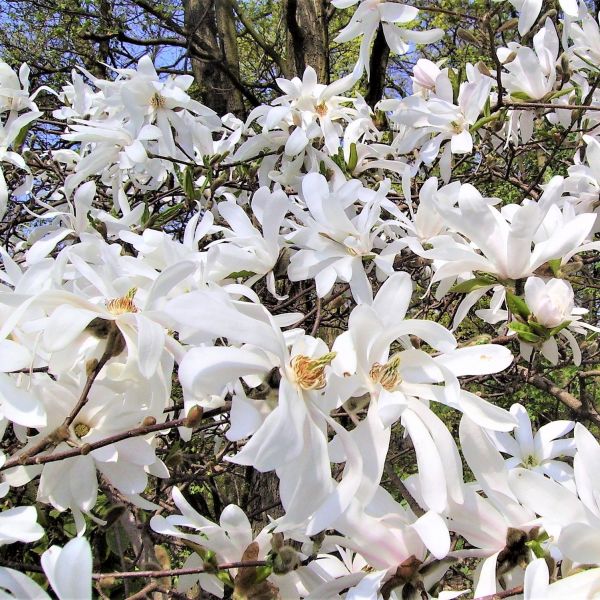 Royal Star Magnolia Shrub image