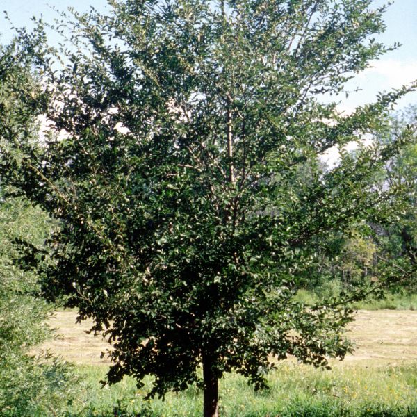 Princeton Elm Tree image