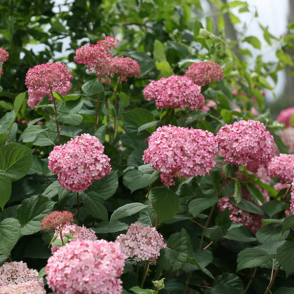 Invincibelle Spirit II Hydrangea image