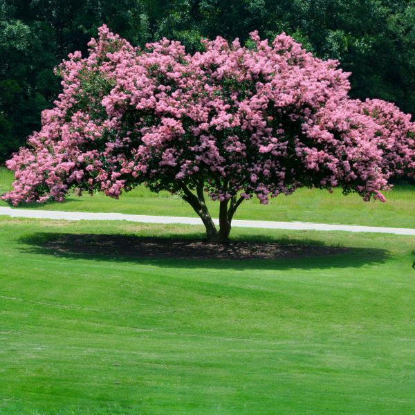 Sioux Crape Myrtle image