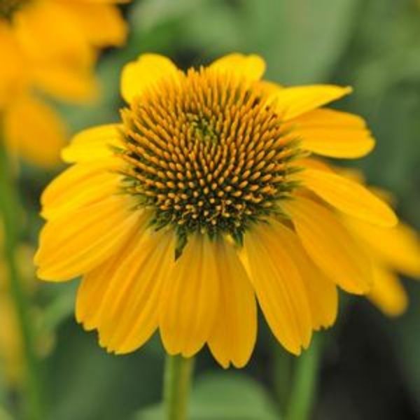 Sombrero Lemon Yellow Coneflower image