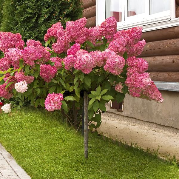 Hydrangea Strawberry Sundae Tree image