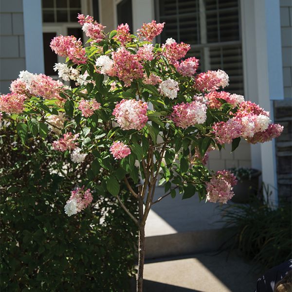 Hydrangea, Quick Fire® Hydrangea Tree image