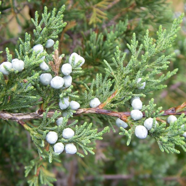 Red Cedar - Juniperus Virginiana, Conifers