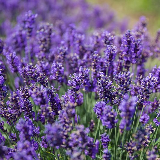 Sensational! Lavender image