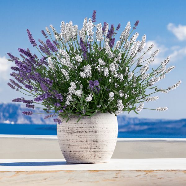 Lavandula Big Time Duet Lavender image