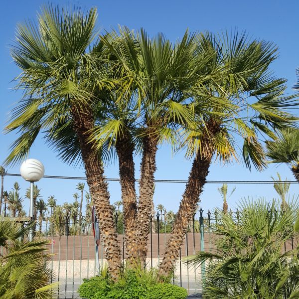 Mediterranean Fan Palm image