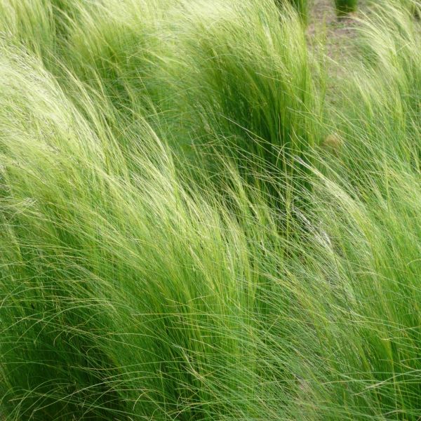 stipa tenuissima mexican feather grass