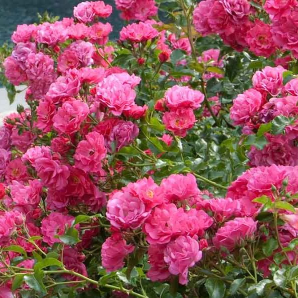 Shop the Pink Flower Carpet Rose | ShrubHub Nursery