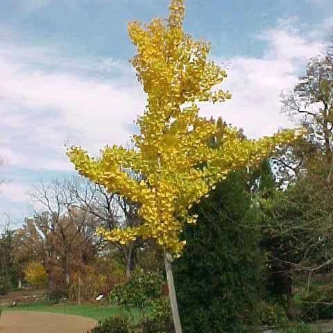 Ginkgo biloba 'Princeton Sentry' (gingko) » Holden Forests & Gardens