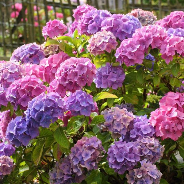 Hydrangea All Summer Beauty image